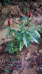 Costus scaber