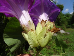 Ipomoea mairetii