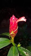 Costus scaber