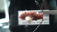 Tetraopes femoratus
