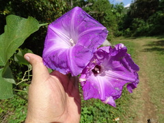 Ipomoea mairetii