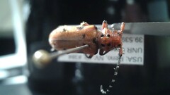 Tetraopes femoratus