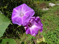 Ipomoea mairetii