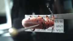 Tetraopes femoratus