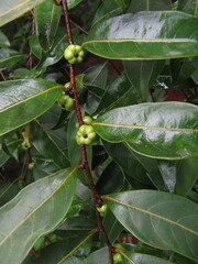 Glochidion hohenackeri