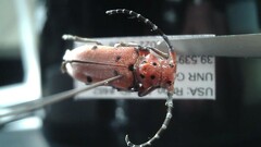 Tetraopes femoratus