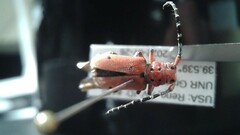 Tetraopes femoratus