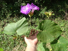 Ipomoea mairetii
