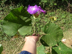 Ipomoea mairetii