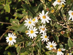 Olearia phlogopappa