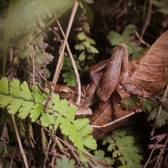 Polypedates iskandari