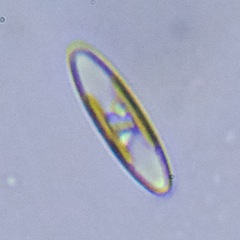 Naviculales
