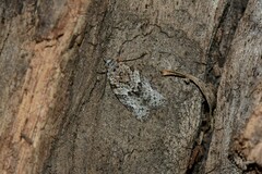 Isotenes miserana