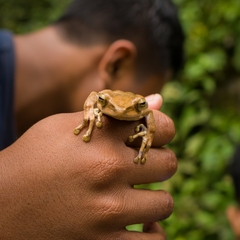 Polypedates iskandari