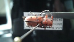 Tetraopes femoratus