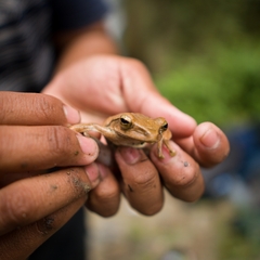Polypedates iskandari