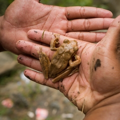 Polypedates iskandari