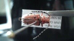 Tetraopes femoratus
