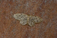 Idaea inquinata