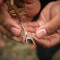 Polypedates iskandari