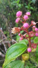 Miconia tococa