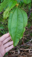 Miconia tococa