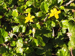 Goodenia hederacea alpestris