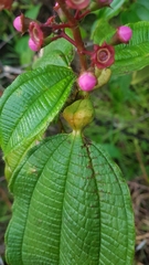 Miconia tococa