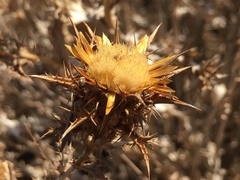 Carlina libanotica