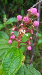 Miconia tococa