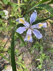 Iris douglasiana