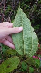 Miconia tococa