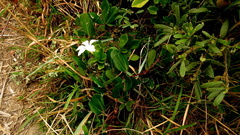 Turraea obtusifolia