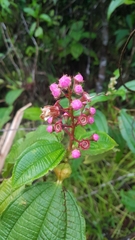 Miconia tococa