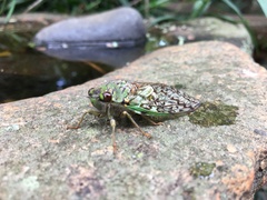 Dyticopycna semiclara