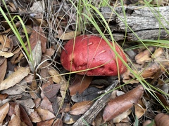Exsudoporus