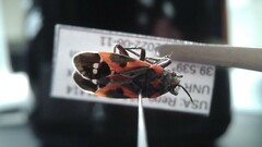 Lygaeus kalmii kalmii