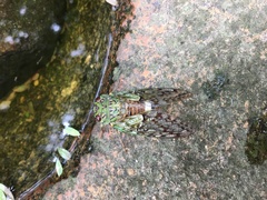 Dyticopycna semiclara