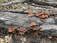 Auricularia angiospermarum
