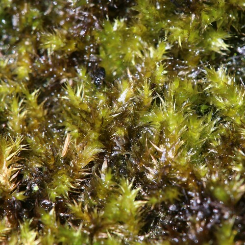 Image of Leptodictyum riparium by (c) Hugo Innes, some rights reserved (CC BY)
