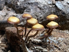 Kuehneromyces lignicola