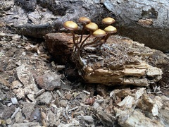 Kuehneromyces lignicola