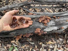 Auricularia angiospermarum