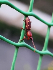 Arrhenodini