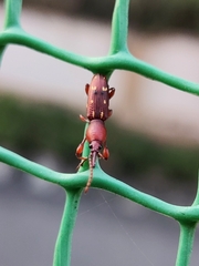 Arrhenodini