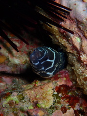 Gymnothorax favagineus