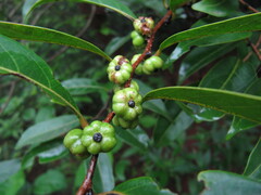 Glochidion hohenackeri