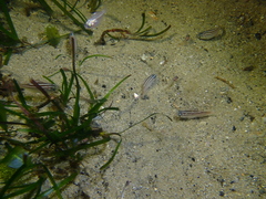 Atypichthys strigatus