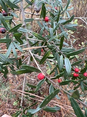 Ilex myrtifolia