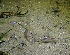 Atypichthys strigatus